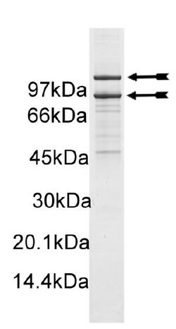 Eurofins DiscoverX PI3 Kinase (p110 (H1047R)/p85 ) Mouse Protein 250 &mu;g | Buy Online | Eurofins DiscoverX | Fisher Scientific